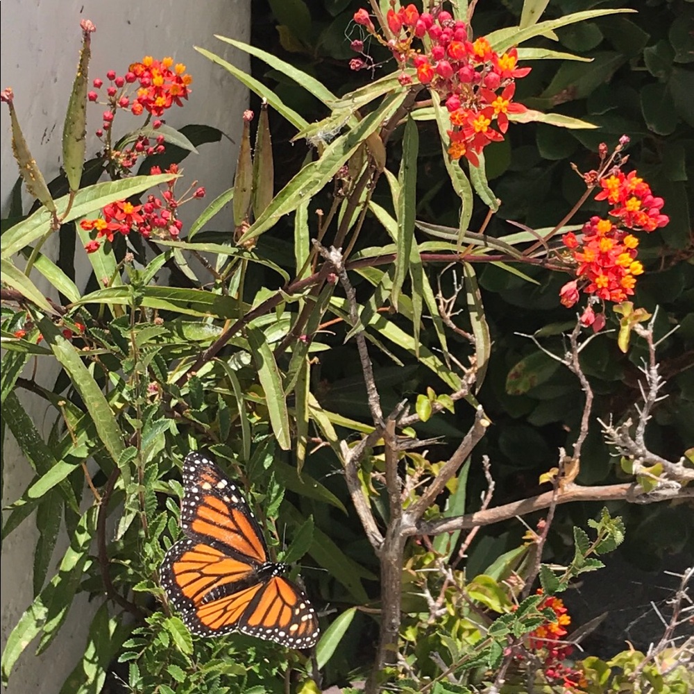 FREE (when available) milkweed seeds for the monarch Butterflies - Picture 2 of 2
